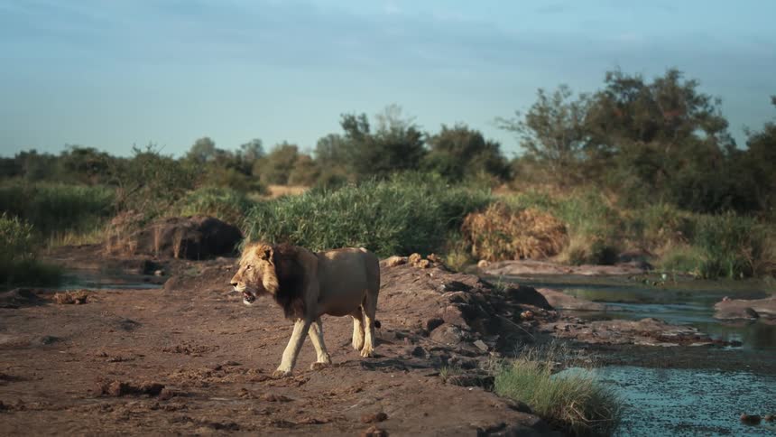 Lion standing up and walking beside a lake