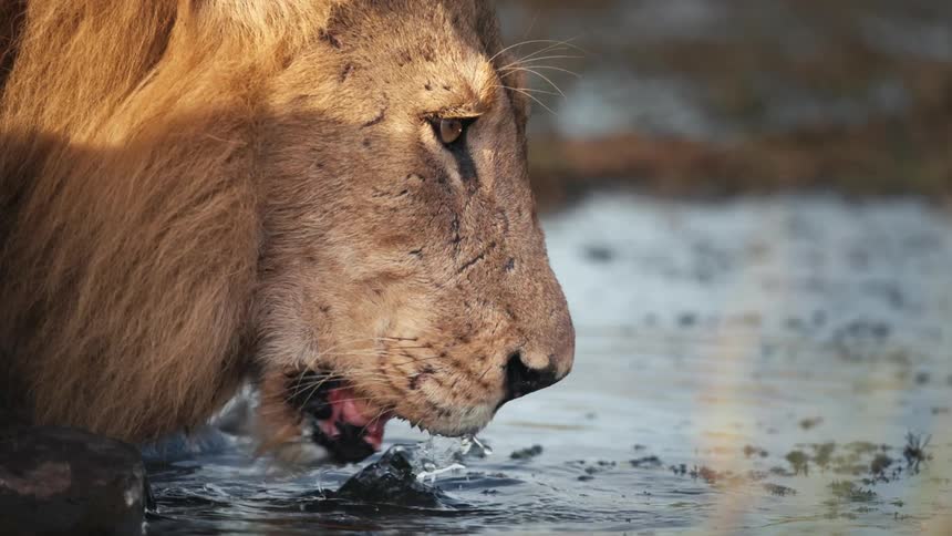 Lion drinking water in the jungle
