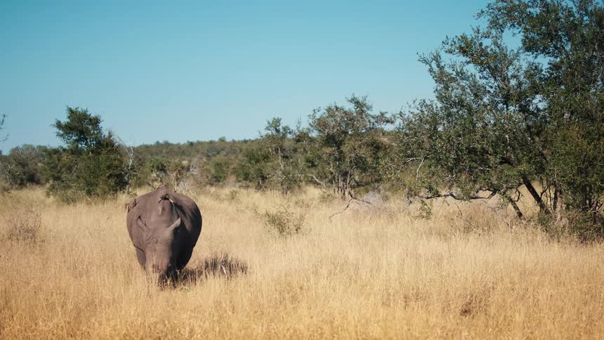 Birds on top of a rhino in the wild