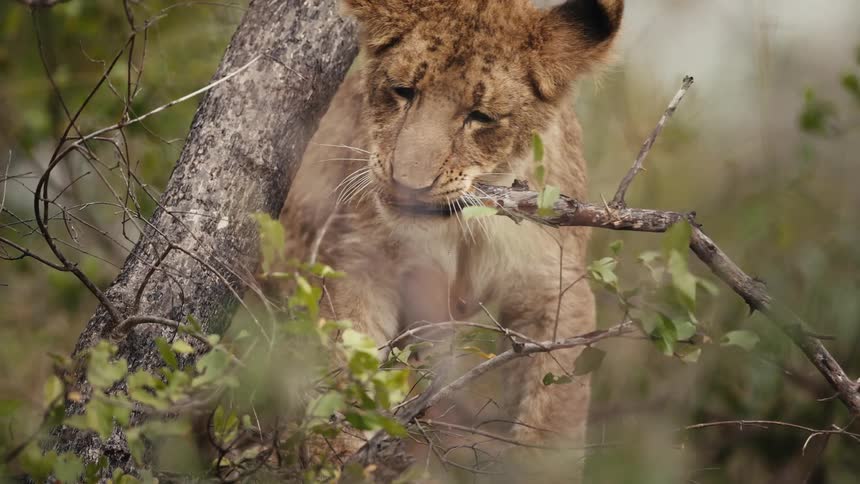 Lion cub pulls a tree branch off of a tree and carries it off in its mouth