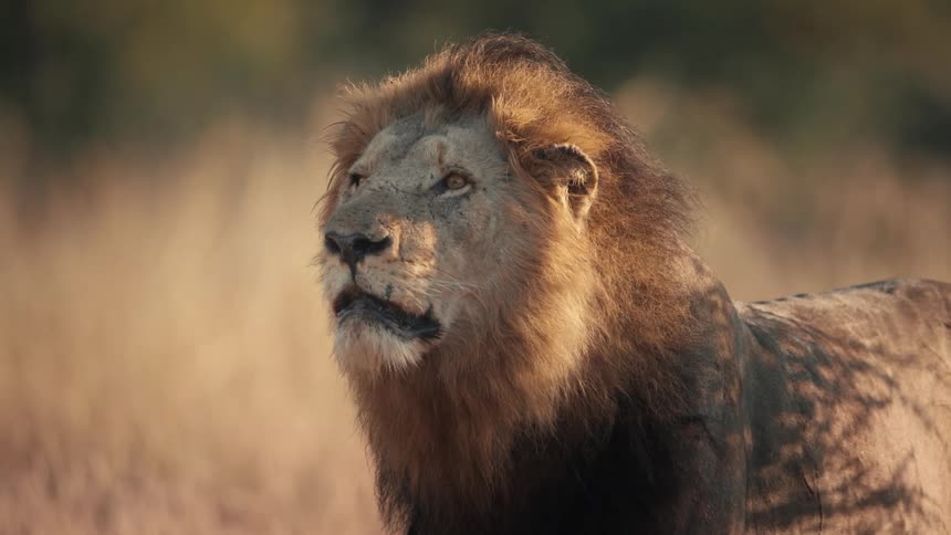 Old golden maned lion stands in a field of tall brown grass watching the sky in the late afternoon to early evening