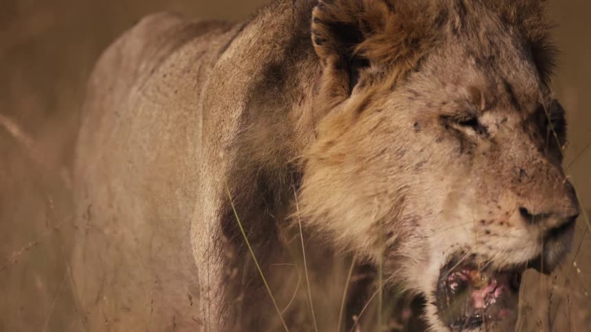 Lion walking in the jungle with mouth open