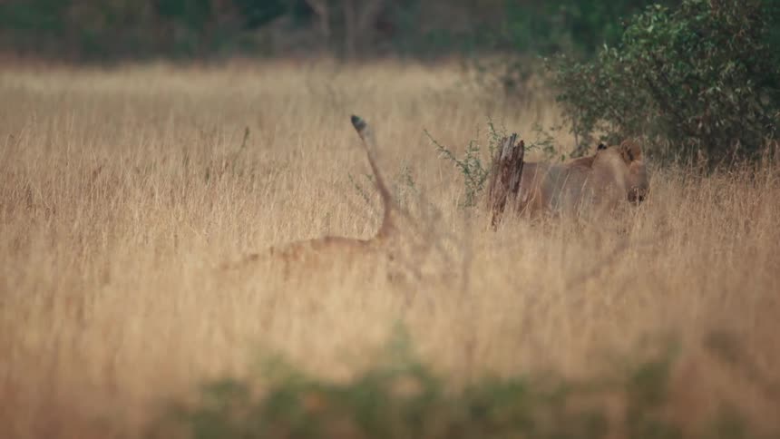 Two young lions wrestle each other in the tall grass in the plains