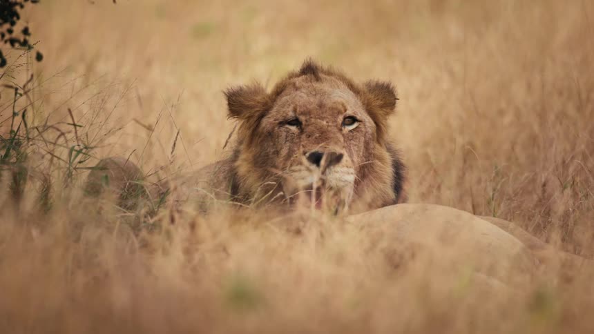 Lions rest in the grass