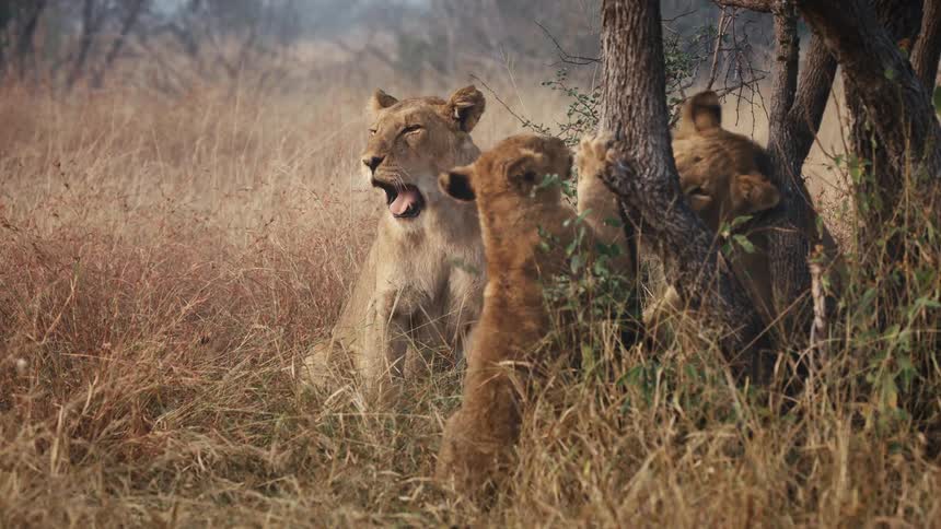 Lioness watches over her cubs while they play in the trees