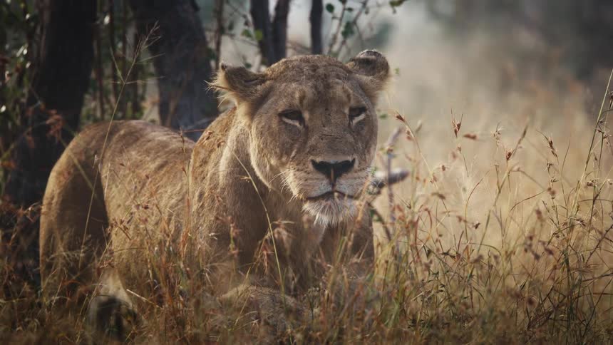 Lioness standing while another lies down licks its lips before walking through grass