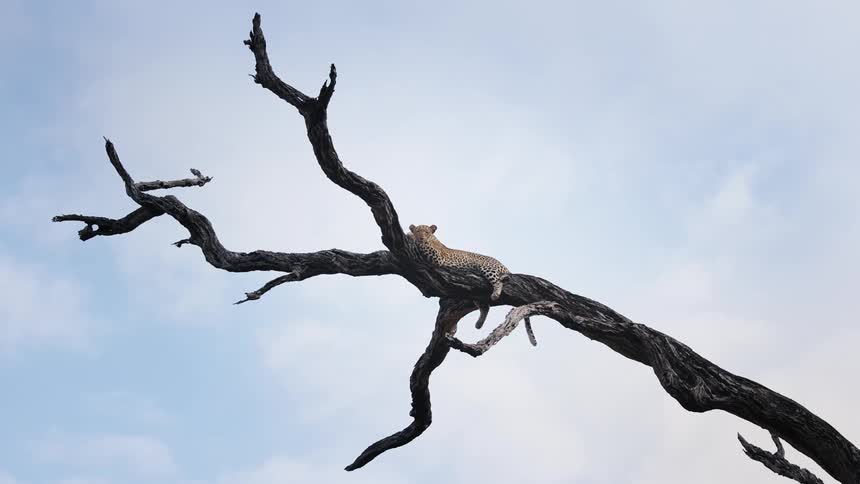 Upward view of a jaguar in a tree on a dry trunk