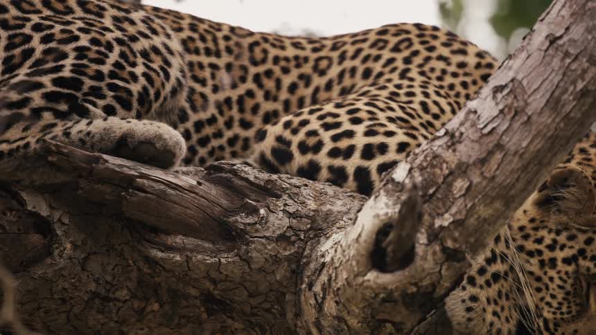 A leopard sleeps in a tree