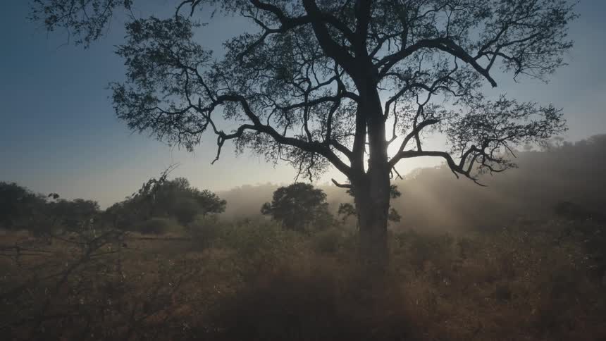 View of a jungle forest in a morning