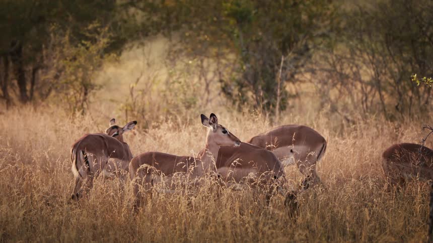Antelopes in a jungle