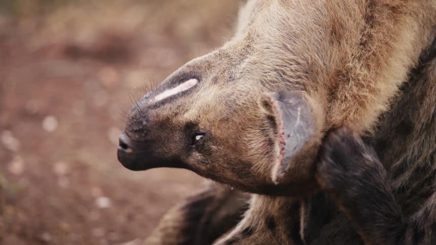 Hyena twists its neck to let its rear foot scratch its head