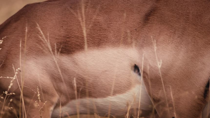 Two deer in a savanna drinking water
