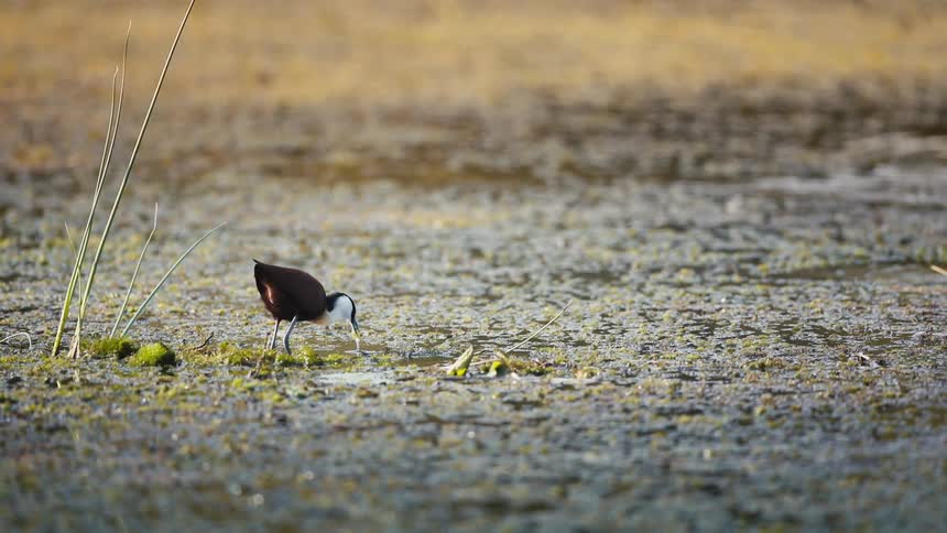 A small bird drinks water
