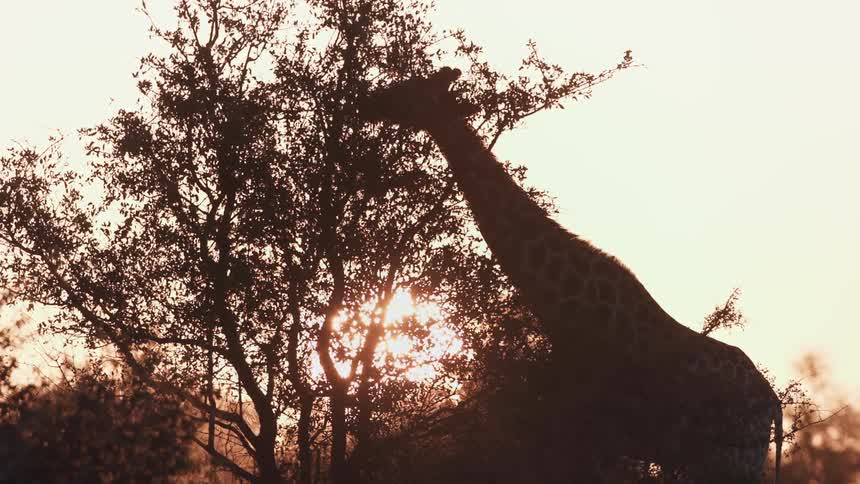 A giraffe is eating from the top of the tree