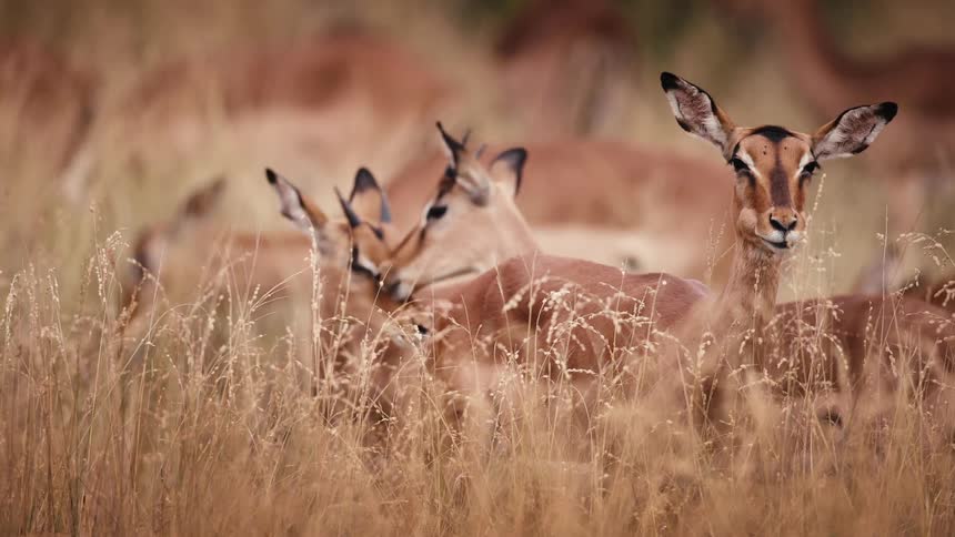 Small group of deer through dry forest in the jungle