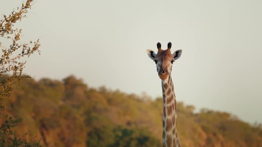 A giraffe is standing by the trees