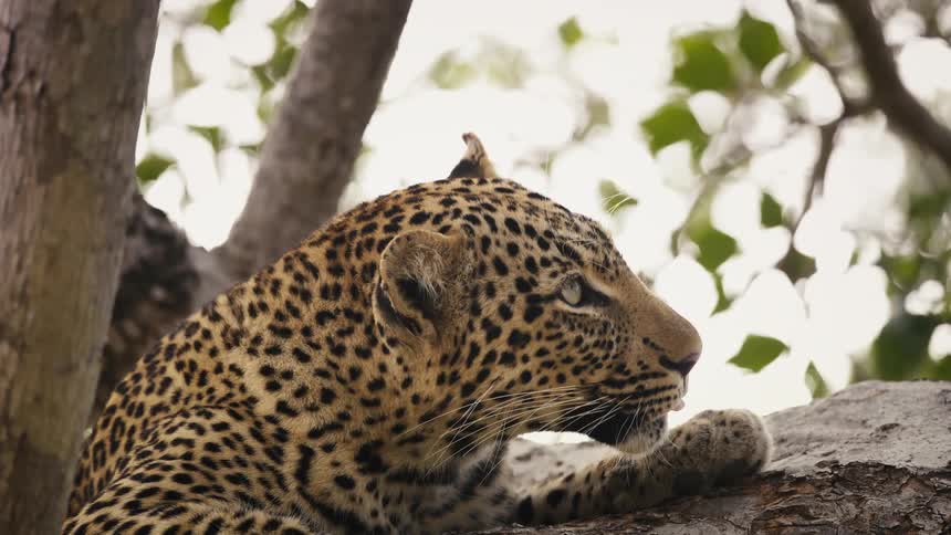 Leopard rests on a tree branch