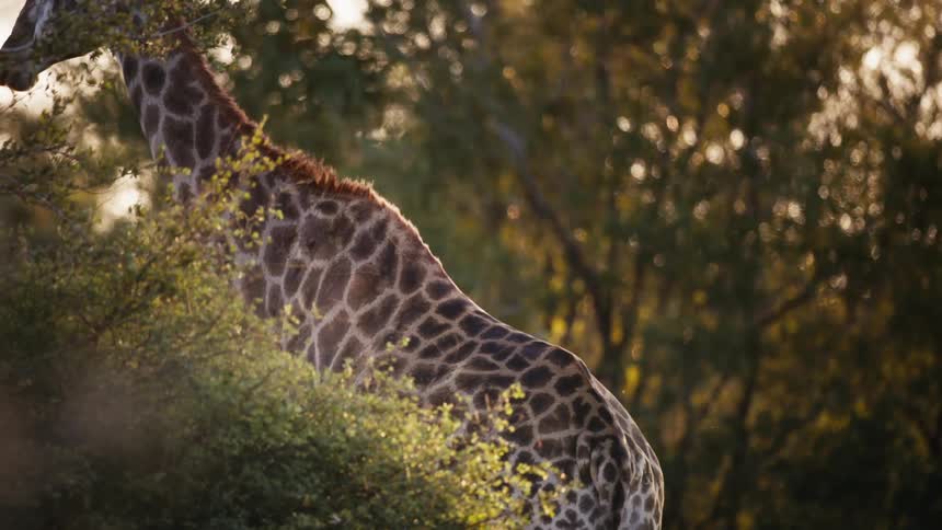 A giraffe walks past the trees