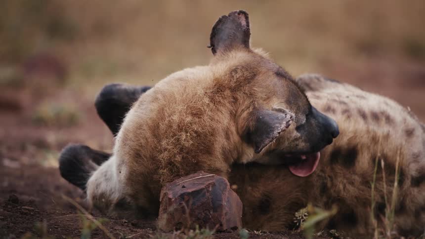A small animal licks itself while reclining on a plain