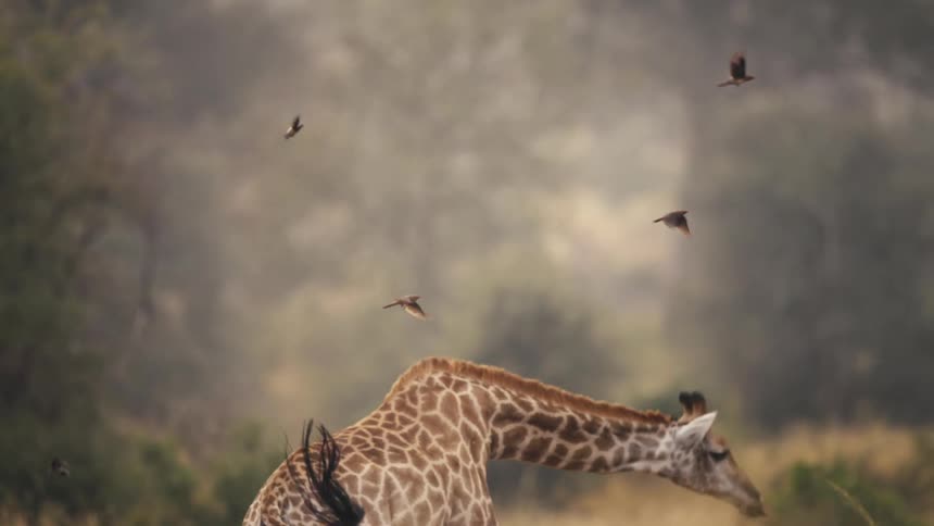 Birds fly by the walking giraffe