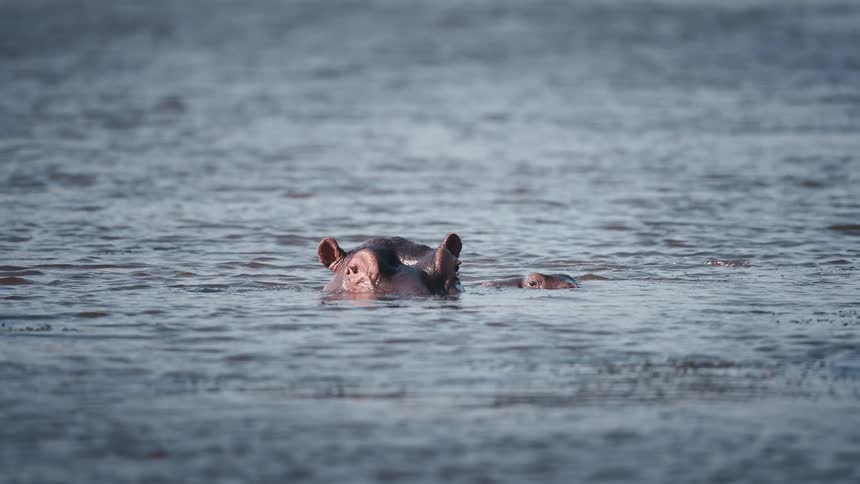 One hippopotamus pops up out of the water next to one floating there