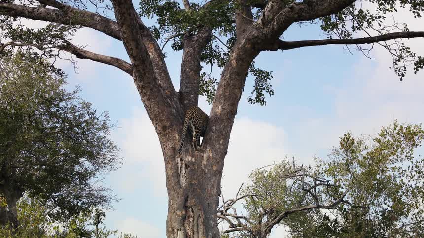Jaguar descending from a tree