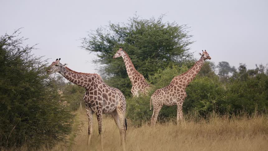 Giraffes in the jungle eating leaves from trees
