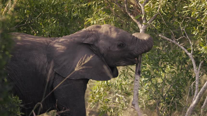Baby elephant playing with tree trunks in the forest