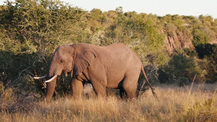 Big elephant walking in the jungle