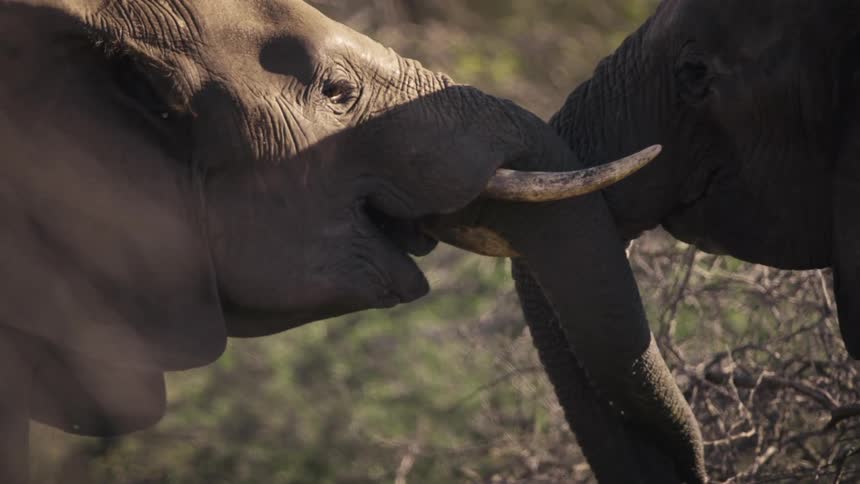 Two large elephants push against each other using their trunks and tusks