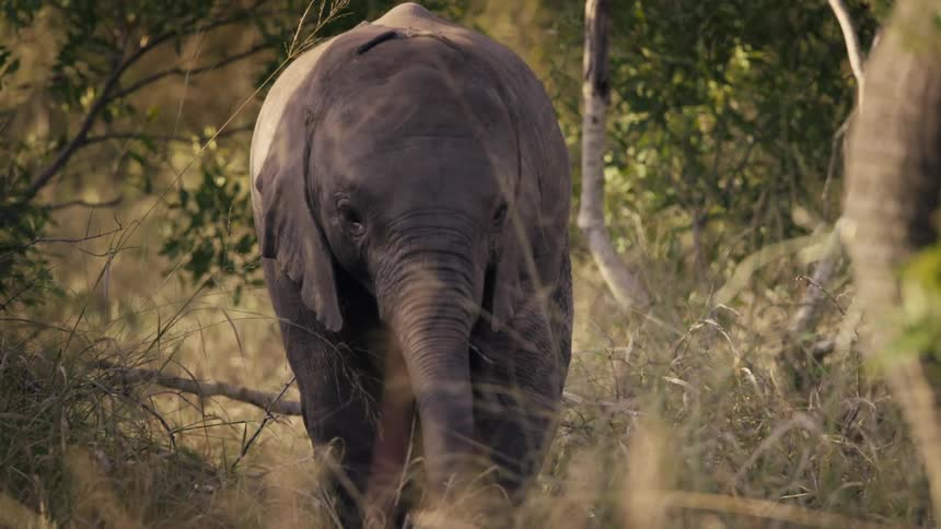 Elephants walking in the jungle