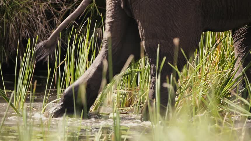 Elephants legs wading through the shallow reedy waters of a wetland