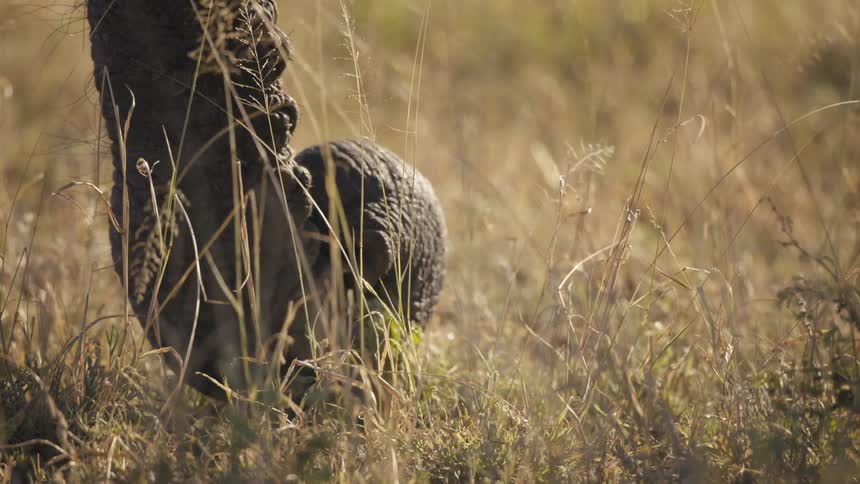 Elephants trunk picking up dry leaves