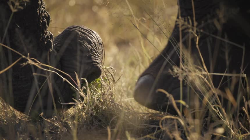 Closeup of an elephants trunk delicately picking at the grass on the dry savanna floor