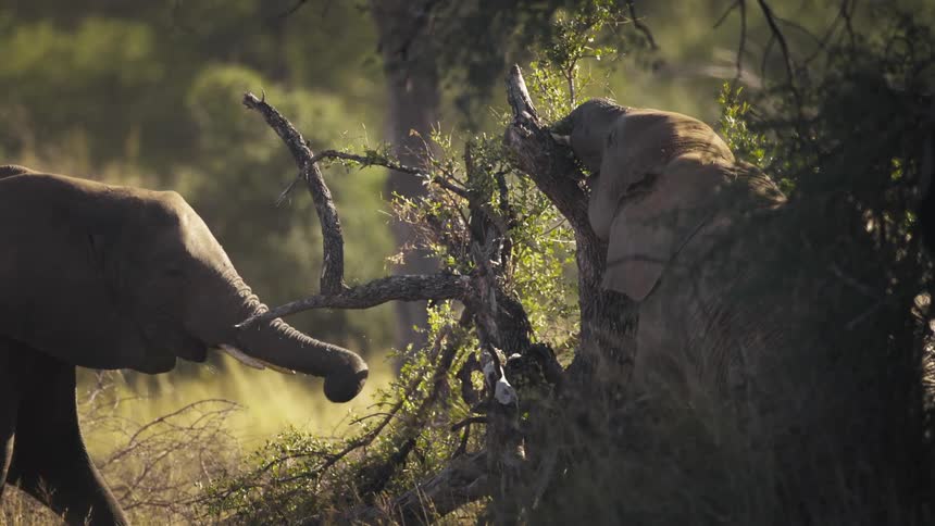 Elephants forage for leaves on a stunted treeon the edge of a field