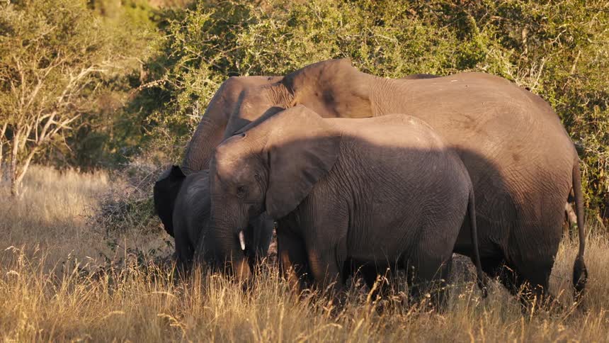 A group of elephants walking in a savannah with beige colored grass