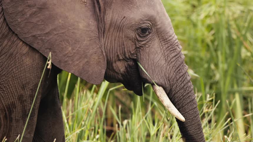 An elephant eats grass