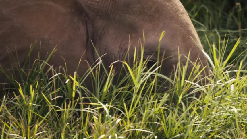 The elephant walks through the tall grass