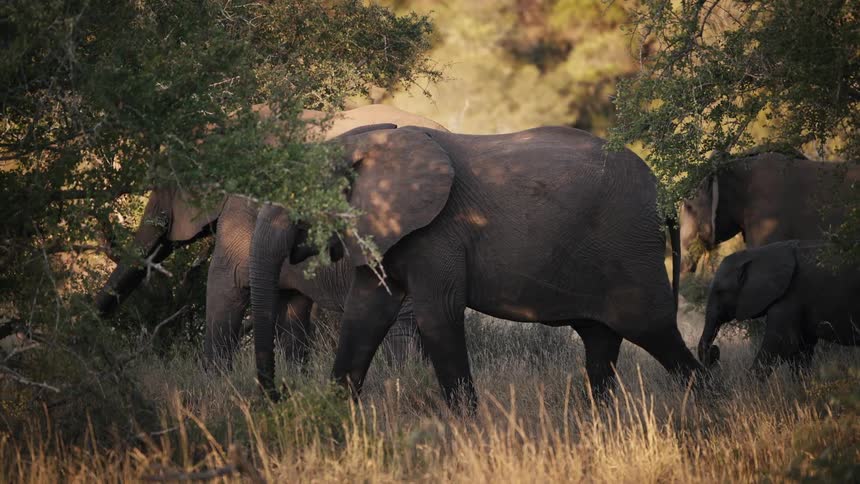 An elephant walks as other elephants are grazing in a field of dry grass near trees and a gazelle walks in the distance