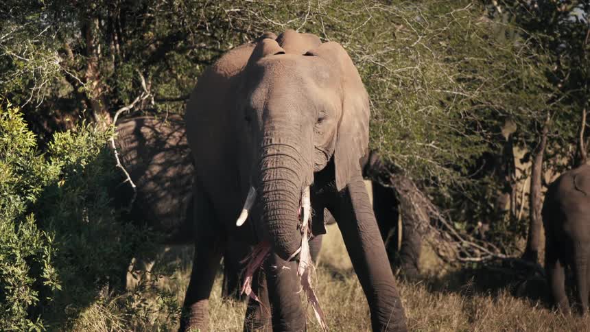 An elephant eats some hay