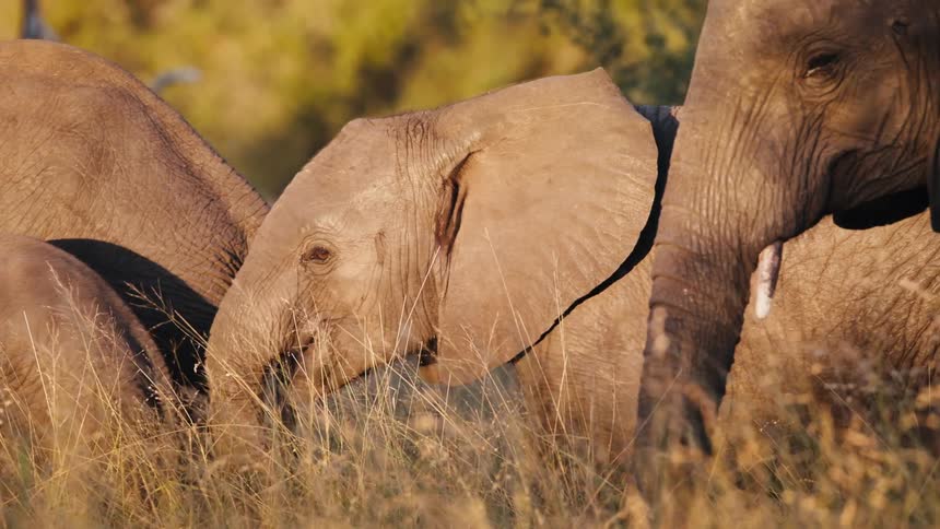 Elephants walk through the grass