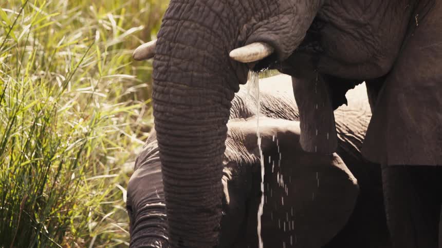 Elephants drink water