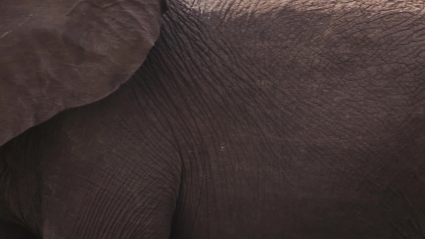 An elephant walks past the camera