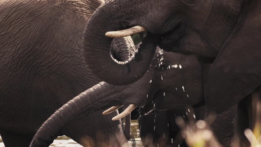 Elephants are drinking water