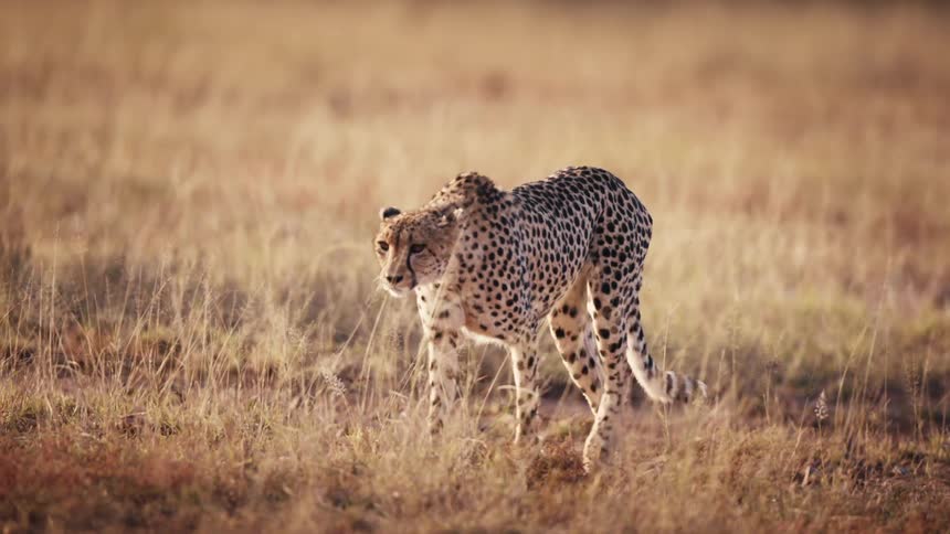 Cheetah slowly walking across a field in the savanna
