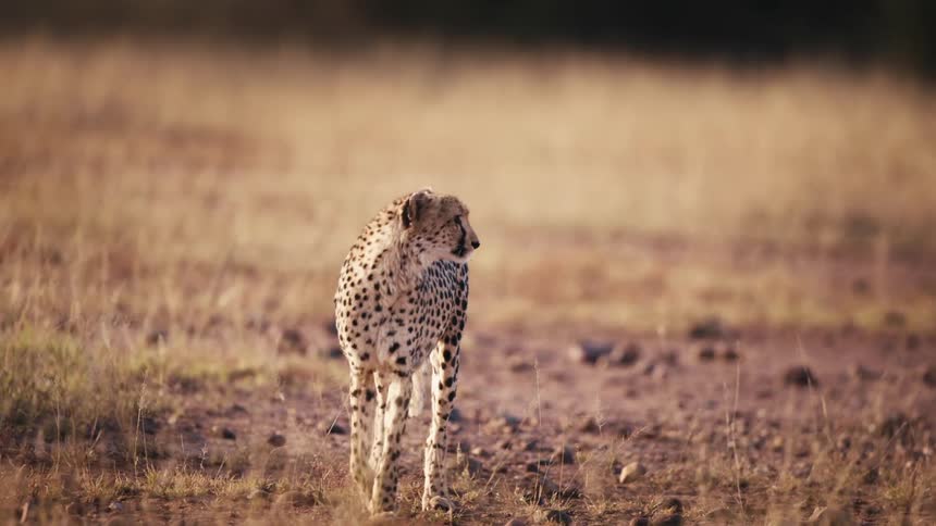 A cheetah looks around as it walks over a dirt patch on a plain