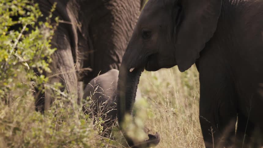 Elephant calves and adults walking through the jungle