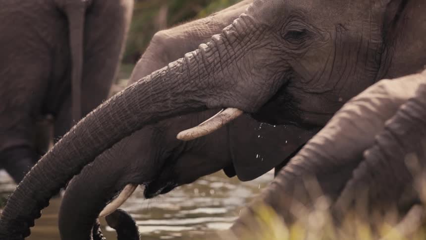 Elephants drinking water in the jungle