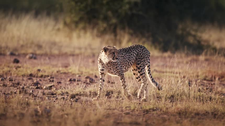 A cheetah walks through a grassland during the daytime