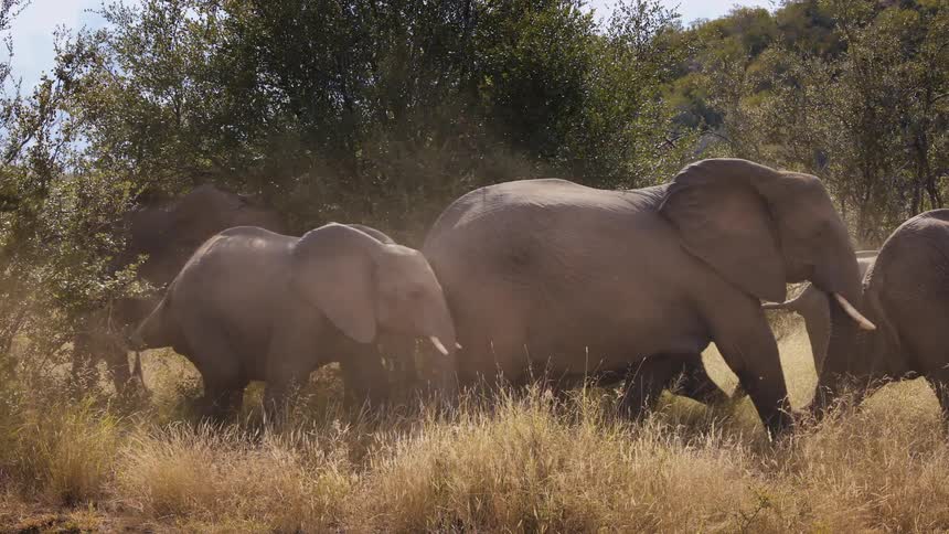 Elephant herd kicks up dust while walking through the grassland near the base of a hill